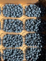 Borówka amerykańska 125g opakowanie odmiana Draper. Dostępna od ręki. Towar świeży. Twardy. Klient zamówił i się nie pojawił na placu. Punetka bez ety