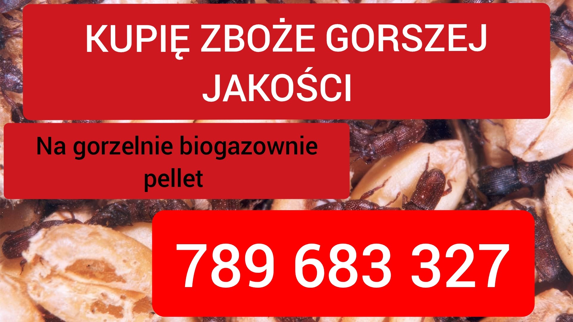 zdjecie-1