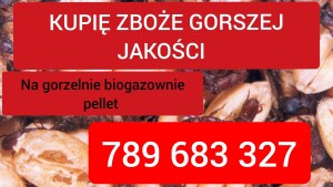 Kupię zboże gorszej jakosci niepełnowartościowe z zapachem,porażone.zanieczyszczone Szybki odbiór gotówka po załadunku Faktura  789 683 327 
Również