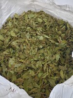 Sprzedam: Liść bobrka,pokrzywy,brzozy. E-mail: organicplantspl@gmail.com
Tel: 536-125-565