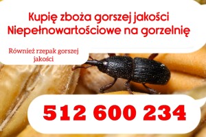 KUPIĘ ZBOŻE GORSZEJ JAKOŚCI  również dobrej jakości paszowe Z robakiem zanieczyszczone z zapachem wilgotne porażone, na gorzelnie pellet biogazownie.