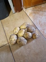 Sprzedam ziemniaki odmiana tajfun kaliber i opakowanie do uzgodnienia towar z jasnej ziemi.