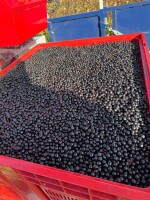 Certyfikowana ekologiczna aronia z Finlandii ze zbiorów w sezonie 2026 jest dostępna do wcześniejszej rezerwacji. 
Zbiory rozpoczną się pod koniec wrz