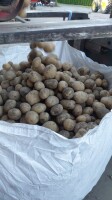 Kupie ziemniaki w big bagu, zdrowe, z zaschnięta skórka  kaliber 45mm+  Podstawiam auto
