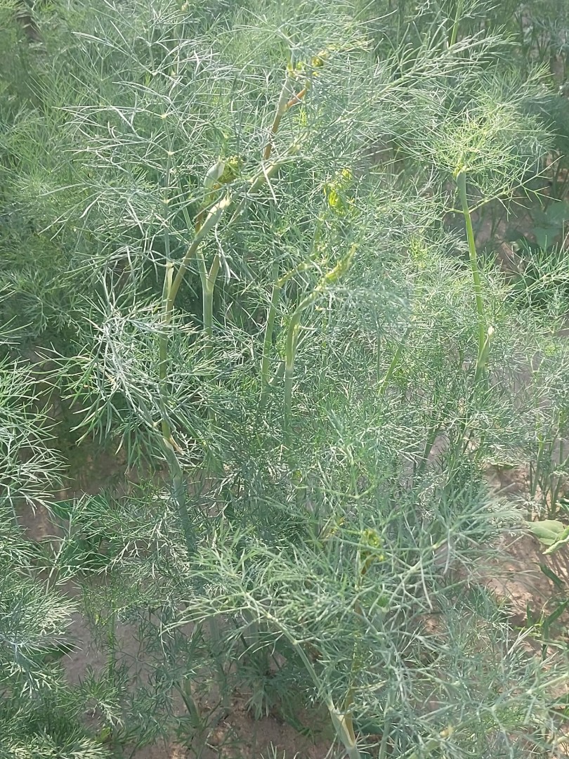 zdjecie-2