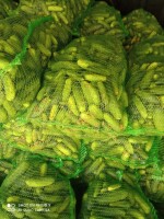 Sprzedam ogórki gruntowe jasne atomic mix 6 -12 ogólnie drobne cena 3 zł kg zrywane codziennie po około 1000 kg oraz sałaciaki cena 0.5