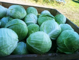 Sprzedam kapustę białą 3-6 kg Odmiany twarde ,bez chorób
Ilości tirowe