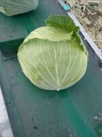 Witam sprzedam kapustę płaską gołąbkowa kał 1,5-3kg oraz kapustę pekińską kaliber 0,7-1,7kg towar czysty zdrowy bez szkodników