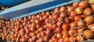 Sprzedam cebulę odmiany Takmark. Cebula z przeznaczeniem na pakowanie bardzo fajnie trzyma łuskę kaliber 50-90
Sprzedaż na luz, big bag lub skrzynie