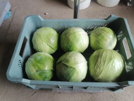 Witam. Na sprzedaż kapusta biała odmiana cyclone głowy od 1.5kg do 3.5kg mocno zbita twarda.