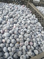 Sprzedam 1000 kg Borówki odmiany Bluecrop. Owoc twardy, schłodzony.