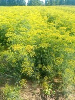Sprzedam koper do kwaszenia na kilogramy.