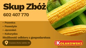 Kontraktacja kukurydzy mokrej z dostawą na nasz punkt usługowy w Czyżewie. Możliwość odbioru kukurydzy z pola. Szybka płatność. Tel. 694114514