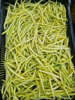 Sprzedam fasolę Golden ok 400kg