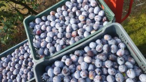 Sprzedam wegierke dąbrowicką 3,5zl
