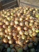 Sprzedam cebulę w worku lub luzem  




Cebula żółta 5-7/7-8/8+

Cebula czerwona 5-7



Opakowanie worek raszlowy 5kg,10kg,15kg,25kg lub luz

Cebula t