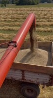 Sprzedam żyto jare bojko 25 ton