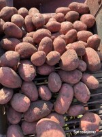 Ziemniaki młode Red Sonia -worek 15kg Tel.603618254