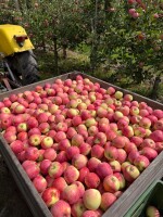 Sprzedam 30 skrzyń pirosa za wage w skrzyni towar ładny i schłodzony