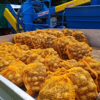 Ziemniaki colomba oraz gala