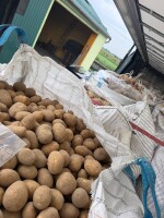 Witam sprzedam ziemniaki jadalne odmiany Soraja -Colombo i ziemniaki czerwone ilości Tirowe zainteresowanych zapraszam