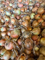 Cebula ŻÓŁTA dymka na obieranie, import, ilości tirowe ,dostawa do klienta cała Polska , co tydzień nowe oferty .Www.river-onions.nl