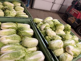 Witam, sprzedam kapustę pekińską około 800 kg. kaliber od 1,7 kg do 2,7 kg.