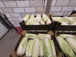 Witam, sprzedam kapustę pekińską . Kaliber od 0,7 kg do 1,5 kg.