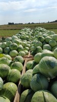 Sprzedam kapustę biała 1-3,5kg.  Ilości paletowe