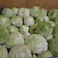 sprzedam kapustę białą kaliber 1,5-3,5kg