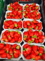 Truskawka tunelowa – oferta hurtowa  500 g• 1 kg• kosze 2 kg