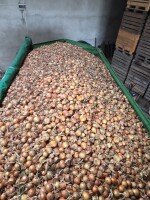 Sprzedam cebulę bonus kaliber handlowy 400 ton Topólka tel 667 292 204