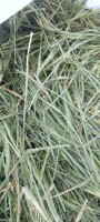 Sprzedam ziele jęczmienia suszone w suszarni na zielono