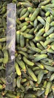 OFERUJEMY DO SPRZEDAŻY SORTOWANE OGÓRKI TURECKIEGO POCHODZENIA ORAZ NIESORTOWANE OGÓRKI RUMUŃSKIEGO POCHODZENIA 
DOSTAWY CAŁOSAMOCHODOWE BEZPOŚREDNIO