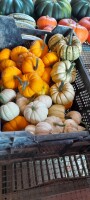 Sprzedam dynie ozdobne i jadalne wiecej info pod nr tel 603161422