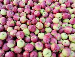 SPRZEDAM PAULARETA Z MŁODYCH DRZEWEK 6.5 +
