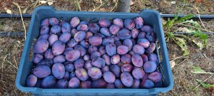 Sprzedam ok 400 kg. Śliwy Amers. Śliwka głównie w rozmiarze 40-45 mm powyżej.