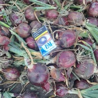 Sprzedam cebule czerwoną z siewu wiosennego 4+ilości tirowe kontakt po godz.14 tej