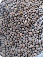 Wyka ozima (panonska). Odmiana ORLAN. Czystość 98%. Towar w big-bag, Dostawa do klienta. Cena do uzgodnienia.