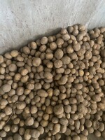 Sprzedam ziemniak Colomba 40-80mm z zaschniętą skórką ilości tirowe