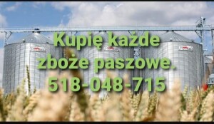 KUPIĘ ZBOŻE I RZEPAK ZANIECZYSZCZONE WILGOTNE PASZOWE PORAŻONE NIEPELNOWARTOSCIOWE Z ZAPACHEM ROBAKIEM ODBIÓR Z GOSPODARSTWA GOTÓWKA TEL 518-048-715