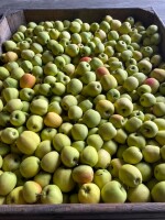 Sprzedam golden delicious