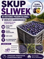 SKUPIĘ ŚLIWKĘ PRZEMYSŁOWĄ W KISTENACH