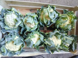 Sprzedam kalafiora, świeży dzisiaj cięty. Pod wieczór będzie koło 70-80 łuszczek. Łuszczka waga 7,5 kg-9 kg.sredniak i duży. 609755332Grójec. Mogę dow