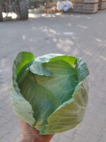 Sprzedam kapustę gołąbkowa odmiana calway więcej informacji pod tel.