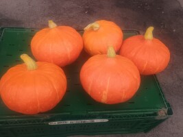 Sprzedam dynię hokkaido odmiany Amoro i Ker Medec
