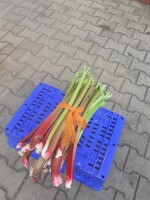 Sprzedam rabarbar jak na zdjęciu. Cena i więcej  informacji  na telefon. Zapraszam.
