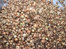 Cebula ŻÓŁTA dymka na obieranie, import, ilości tirowe ,dostawa do klienta cała Polska , co tydzień nowe oferty .Www.river-onions.nl