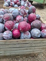 Sprzedam kapustę czerwoną 1-3kg
