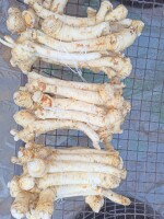 MYTY chrzan GIEŁDOWY klasa 1 , wiązany w paczki  1KG / 2KG / 5KG / worki 10KG / luzem w paletach lub skrzynkach , DOSTĘPNY CAŁY ROK ! ! !  
 cena - 11